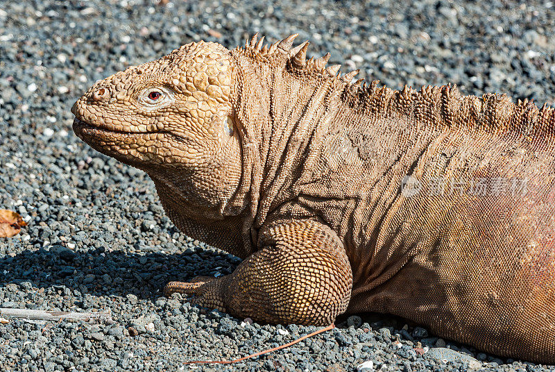 加拉帕戈斯陆地鬣蜥(Conolophus subcristatus)是鬣蜥科中一种非常大的蜥蜴。它是石竹属的三种之一。它是Galápagos群岛的特有种，位于费尔南迪纳群岛干燥的低地。